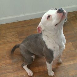 Photo of the dog