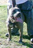 Photo of the dog