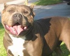 Photo of the dog