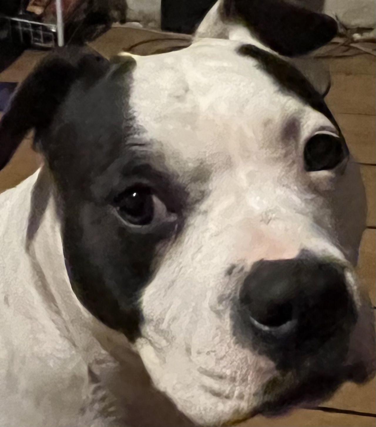 Photo of the dog