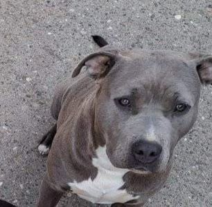 Photo of the dog