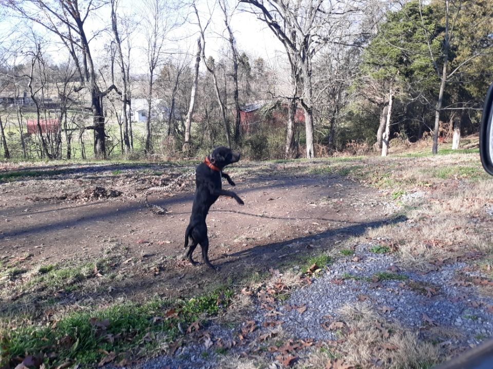 Photo of the dog
