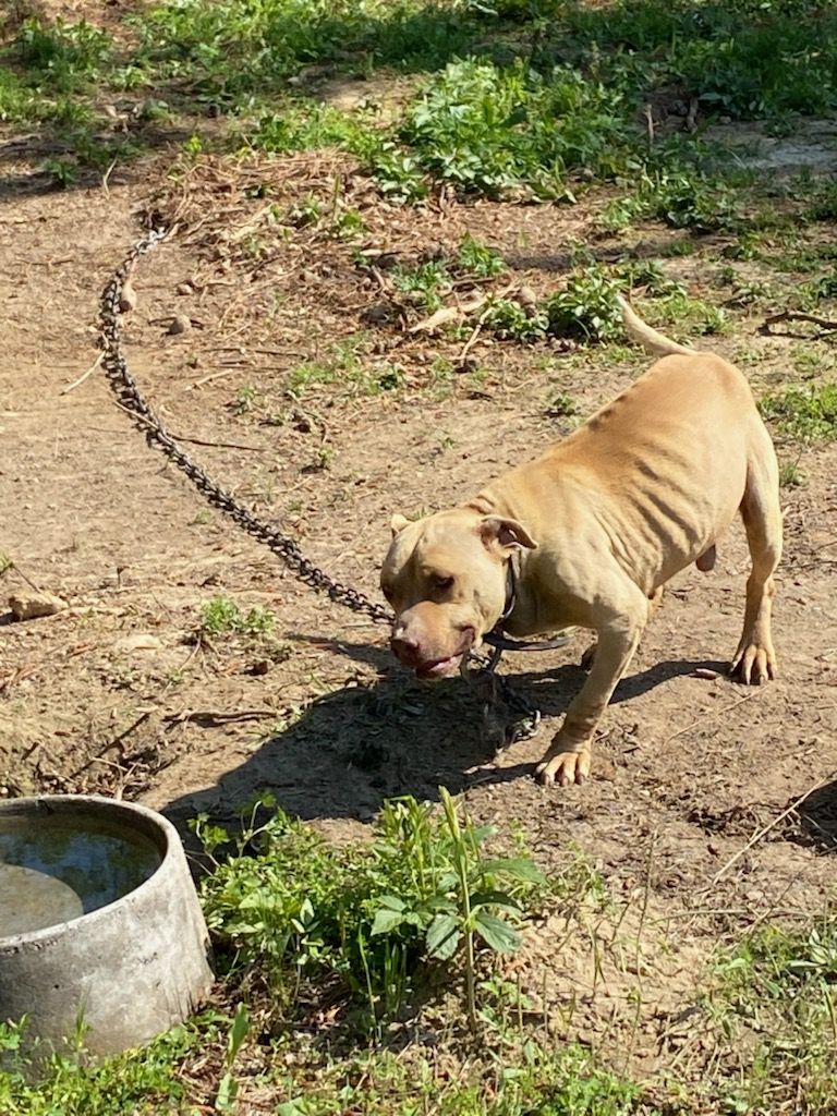 Photo of the dog