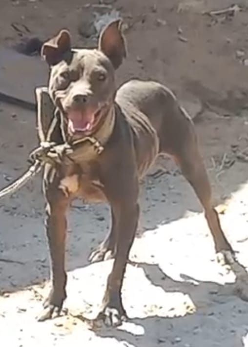 Photo of the dog