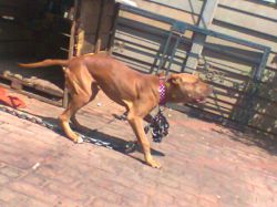 Photo of the dog