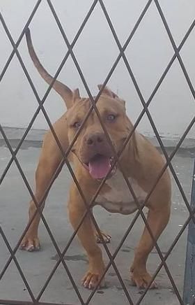 Photo of the dog