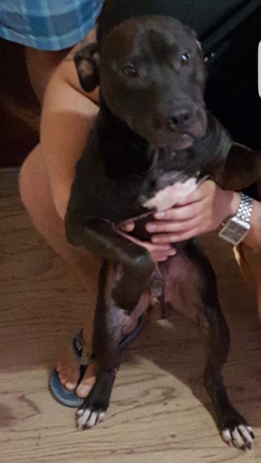 Photo of the dog