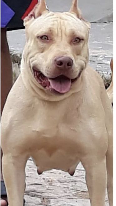 Photo of the dog