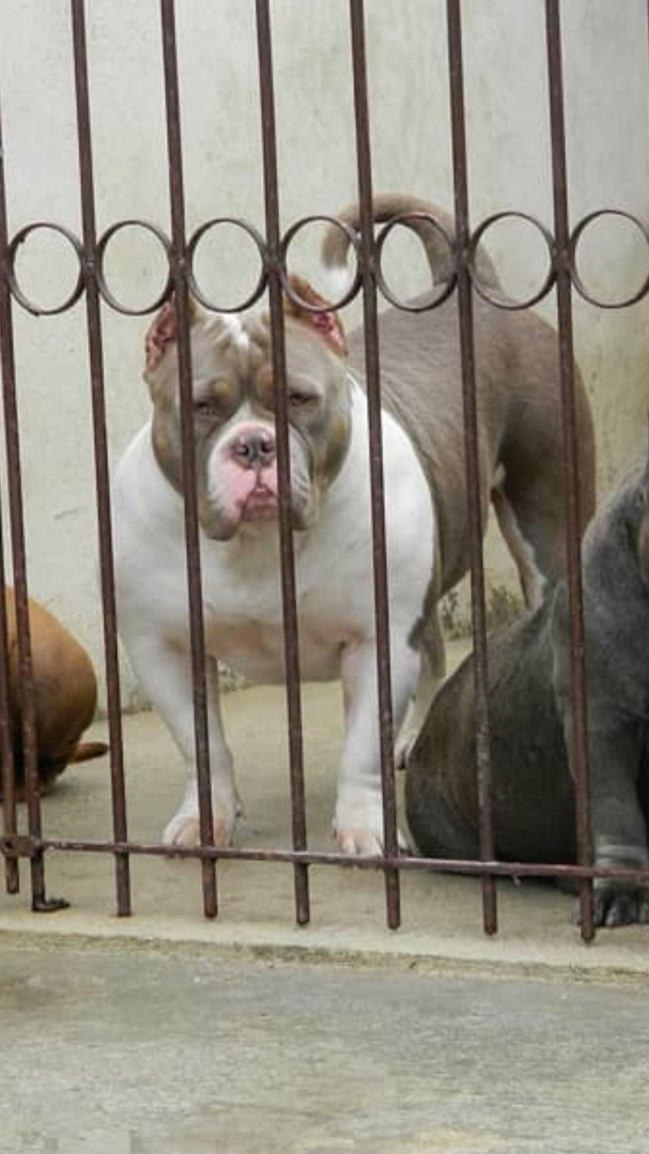 Photo of the dog
