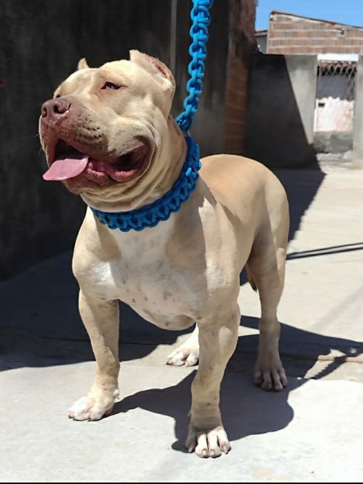 Photo of the dog