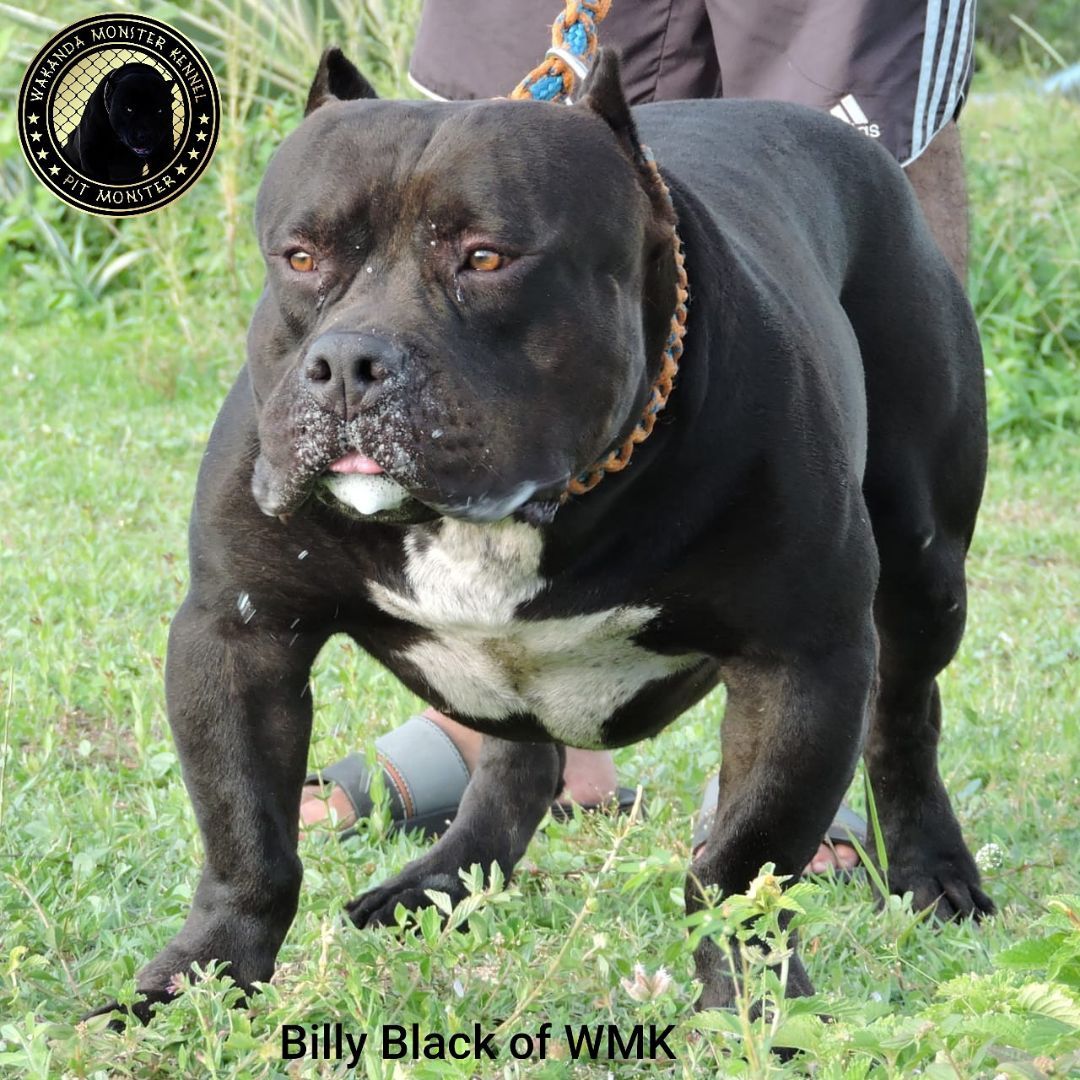 Photo of the dog