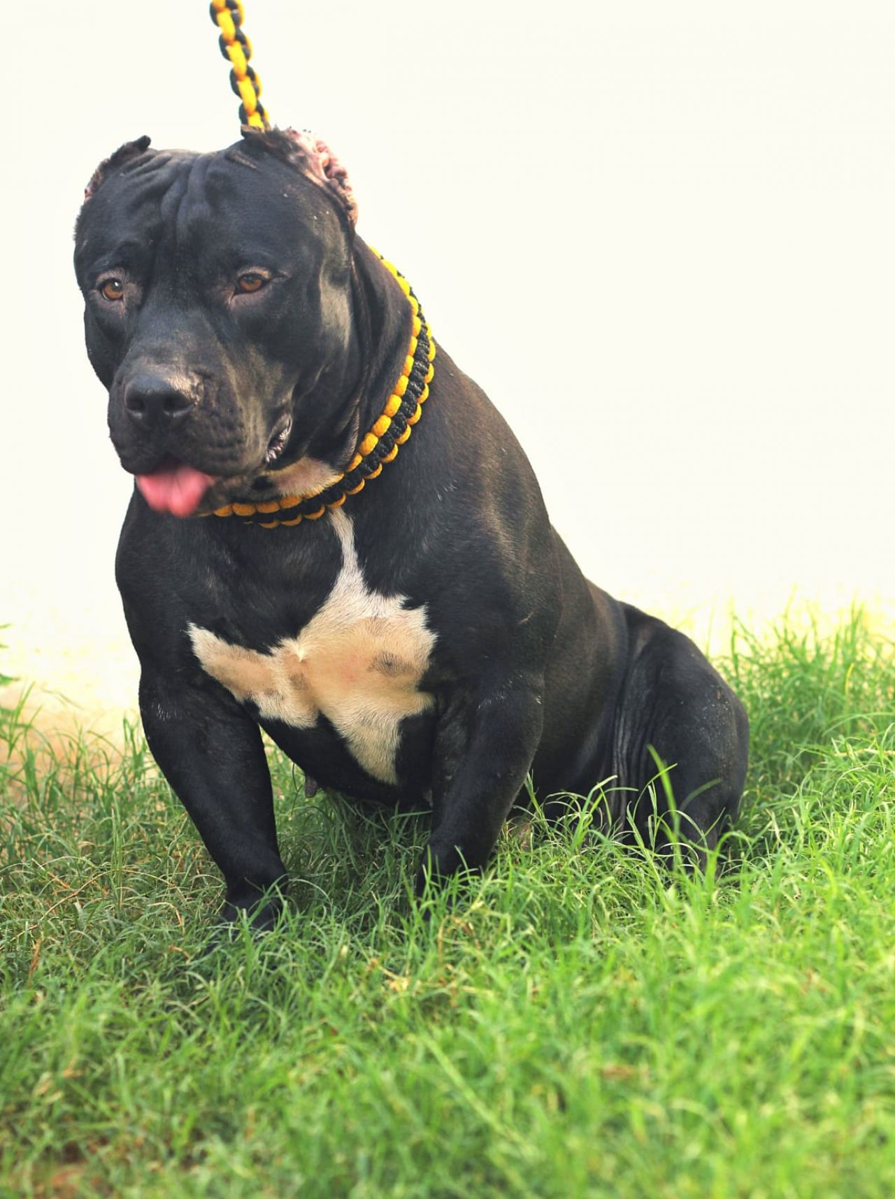 Photo of the dog