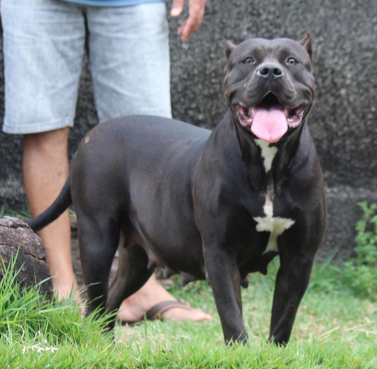 Photo of the dog