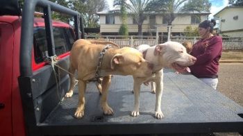 Photo of the dog