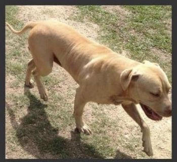 Photo of the dog