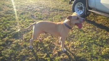 Photo of the dog