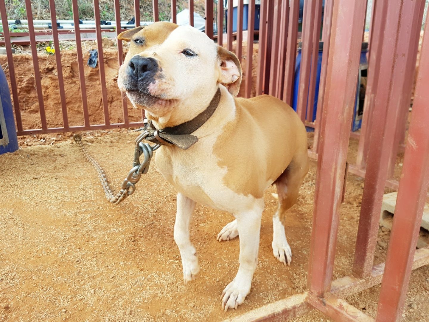 Photo of the dog
