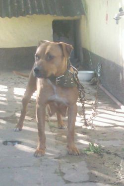 Photo of the dog