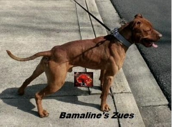 Photo of the dog
