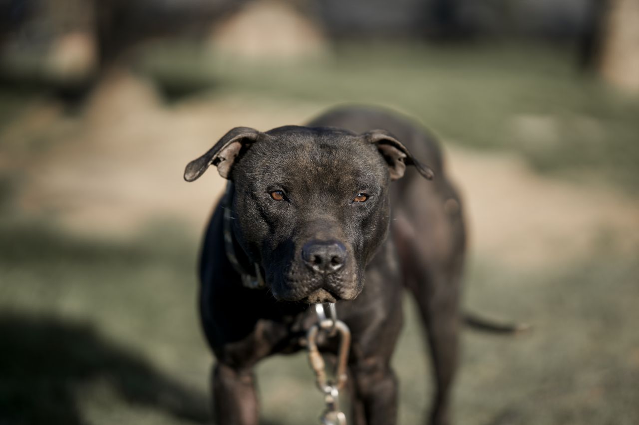 Photo of the dog