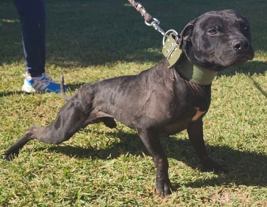 Photo of the dog