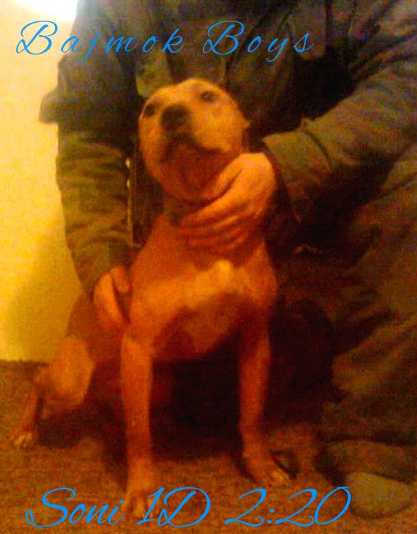Photo of the dog