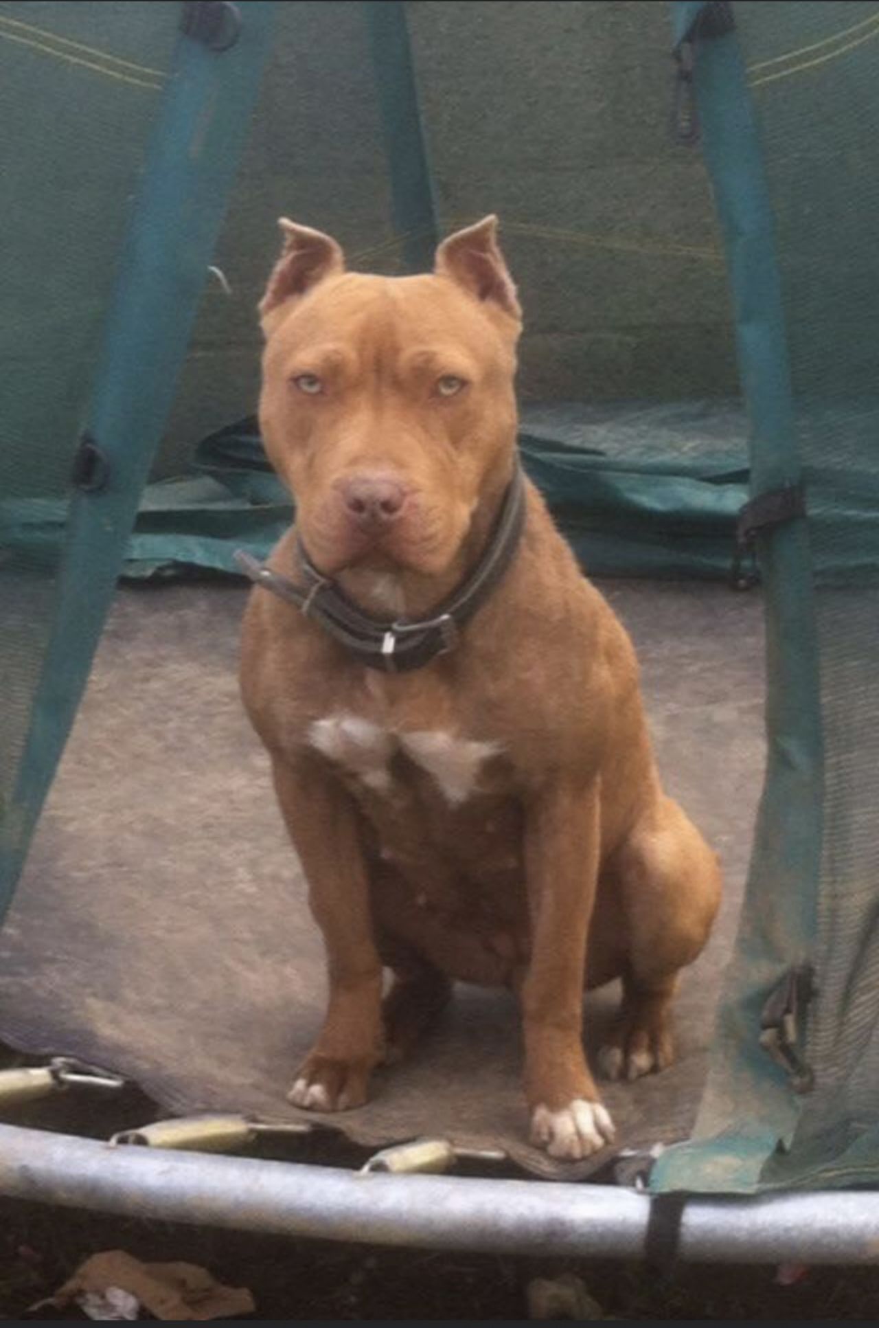 Photo of the dog