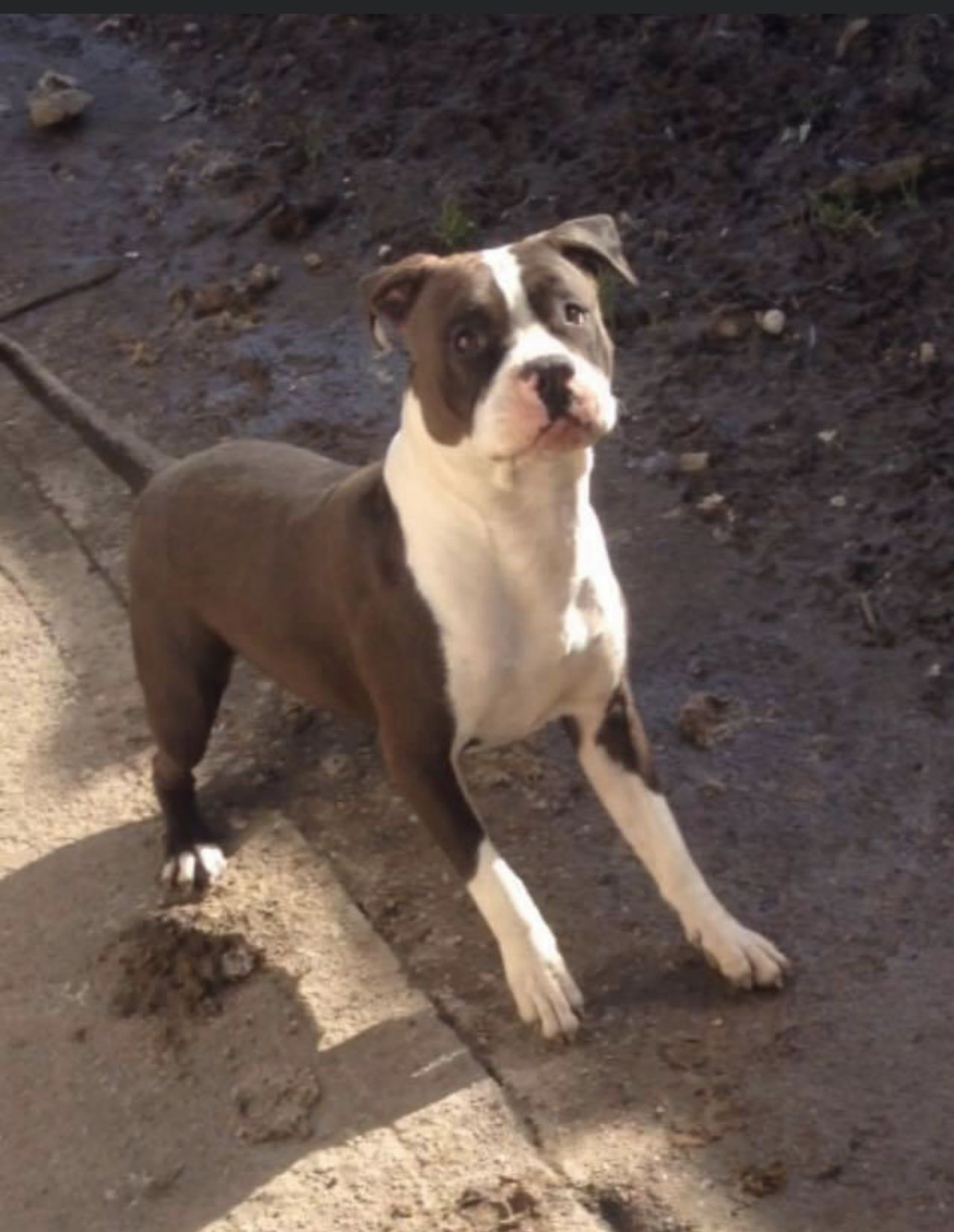 Photo of the dog
