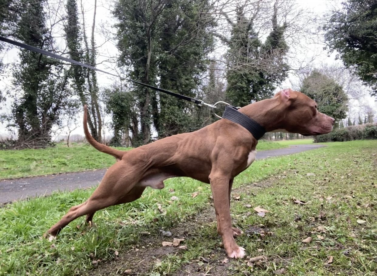 Photo of the dog