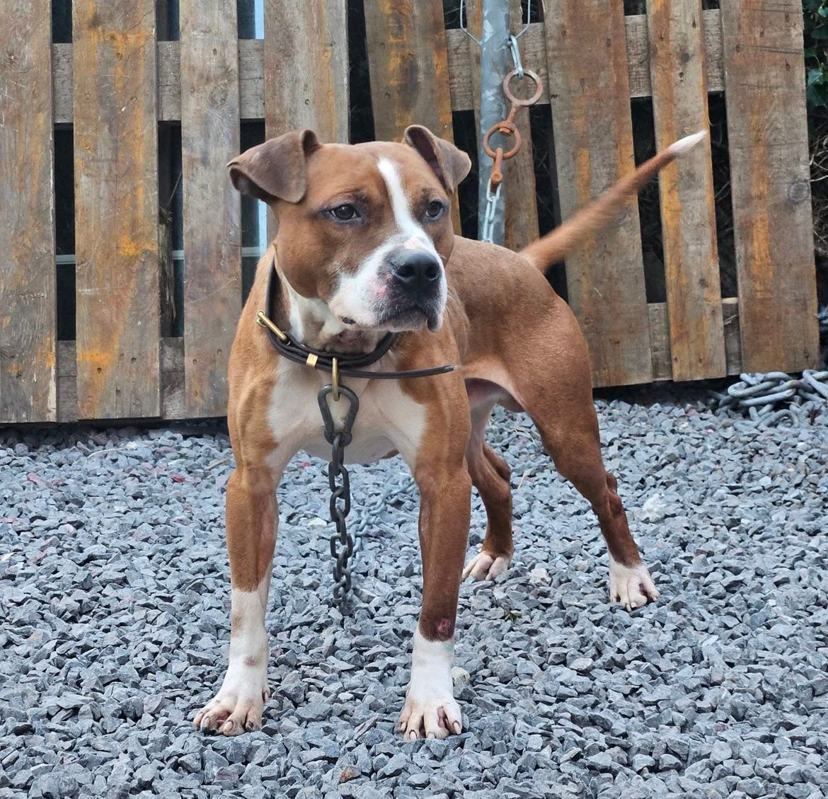 Photo of the dog