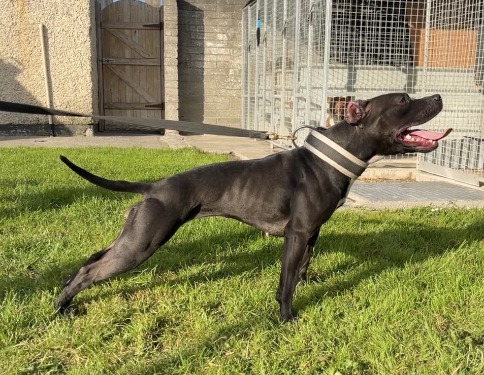 Photo of the dog