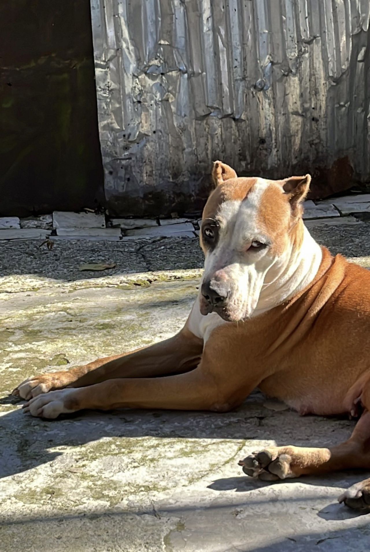 Photo of the dog