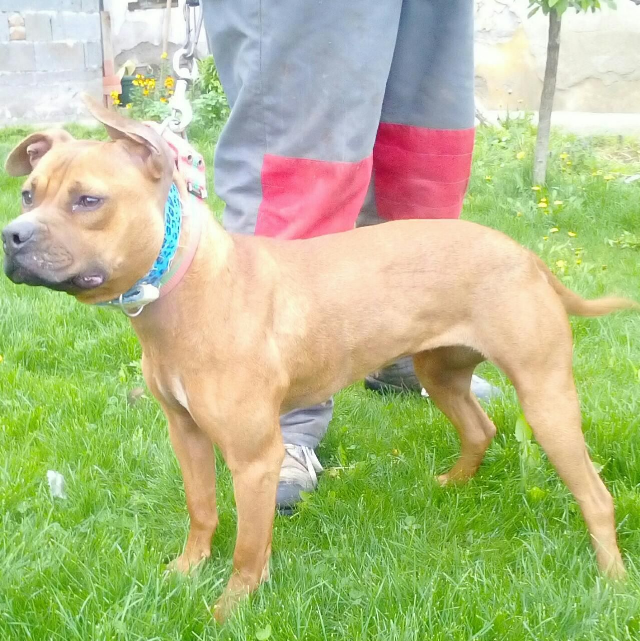 Photo of the dog