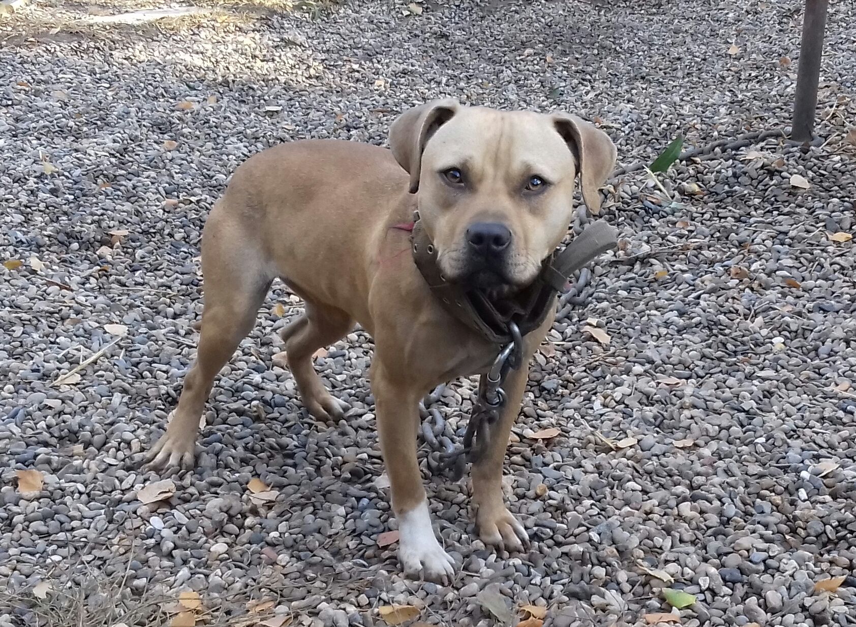 Photo of the dog