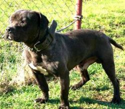 Photo of the dog