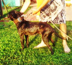 Photo of the dog