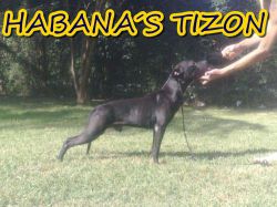 Photo of the dog