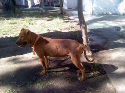 Photo of the dog