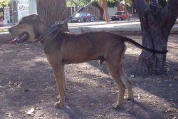 Photo of the dog