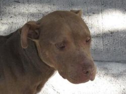 Photo of the dog