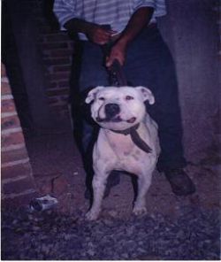Photo of the dog