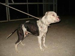 Photo of the dog