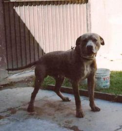 Photo of the dog