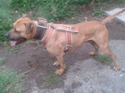 Photo of the dog