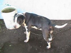 Photo of the dog