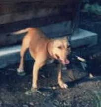 Photo of the dog