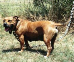 Photo of the dog