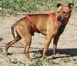 Photo of the dog