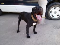Photo of the dog