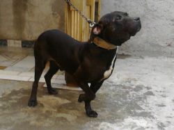 Photo of the dog